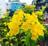 CÂY CHUÔNG VÀNG
