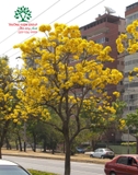 CÂY CHUÔNG VÀNG