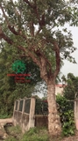 CÂY VỐI