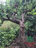 CÂY VỐI