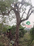 Cây Khế