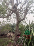 Cây Khế