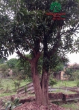 Cây Trứng Gà