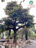 Cây Vú Sữa