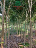 CÂY KÈN HỒNG