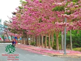 CÂY KÈN HỒNG