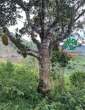 Cây Mít
