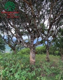 Cây Mít