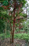 Cây Dâu Da Đất