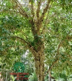 Cây Dâu Da Đất