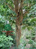 Cây Dâu Da Đất