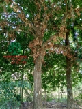 Cây Dâu Da Đất