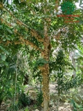 Cây Dâu Da Đất