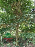 Cây Dâu Da Đất