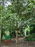 Cây Dâu Da Đất