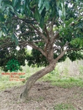 Cây Trứng Gà