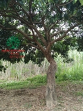 Cây Trứng Gà