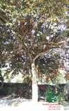 Cây Vú Sữa