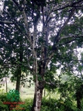 CÂY BƯỞI