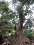 CÂY SUNG