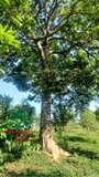Cây Trám