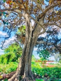 Cây Vú Sữa