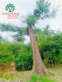 CÂY PHI LAO