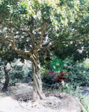 Cây Hoa Nguyệt Quế