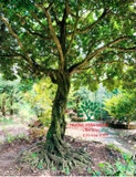 Cây Hoa Nguyệt Quế