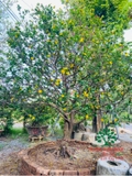 CÂY MAI TỨ QUÝ