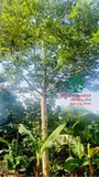 CÂY CÓC