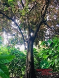 Cây Vú Sữa