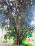 Cây Vú Sữa