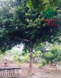 Cây Hồng Xiêm
