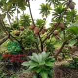 Cây Hồng Xiêm