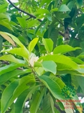 HOA NGỌC LAN