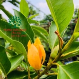 HOA NGỌC LAN