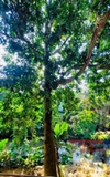 HOA NGỌC LAN
