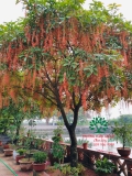 Cây Lộc Vừng