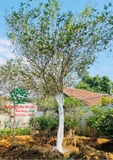 CÂY HOA MỘC HƯƠNG