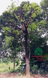 Cây Chay