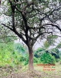 Cây Bồ Quân