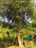 Cây Bồ Quân