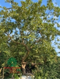 CÂY ỔI