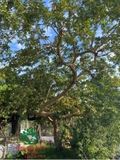 CÂY ỔI