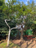 CÂY ỔI