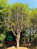 CÂY HOA MỘC HƯƠNG