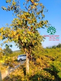 CÂY HỒNG GIÒN