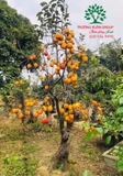 CÂY HỒNG GIÒN