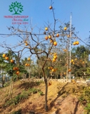 CÂY HỒNG GIÒN